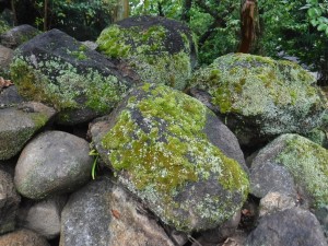 コケ自然石